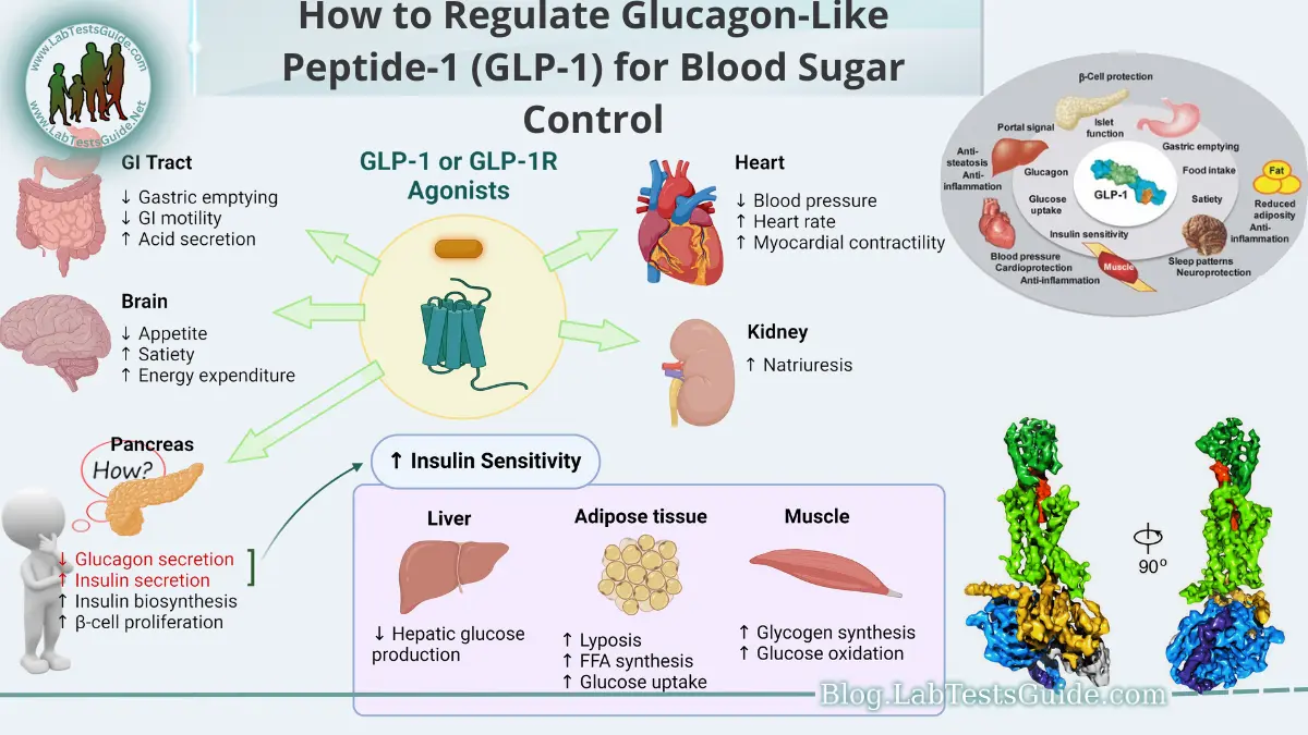 How to Regulate Glucagon-Like Peptide-1 (GLP-1) for Blood Sugar Control