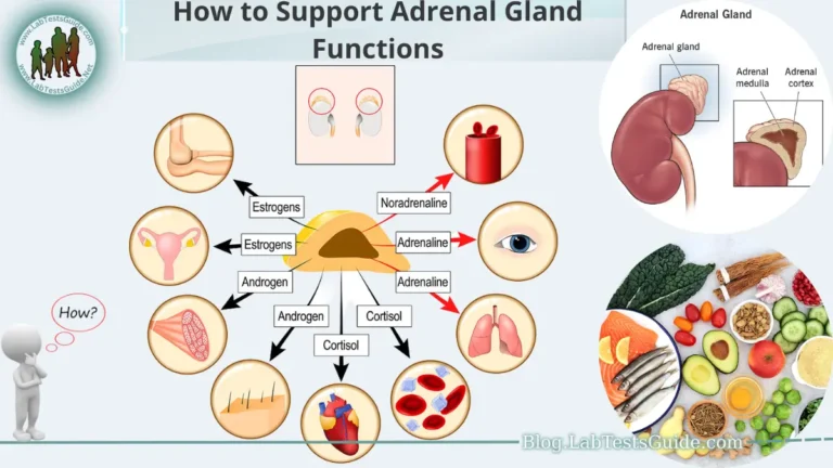 How to Support Adrenal Gland Functions